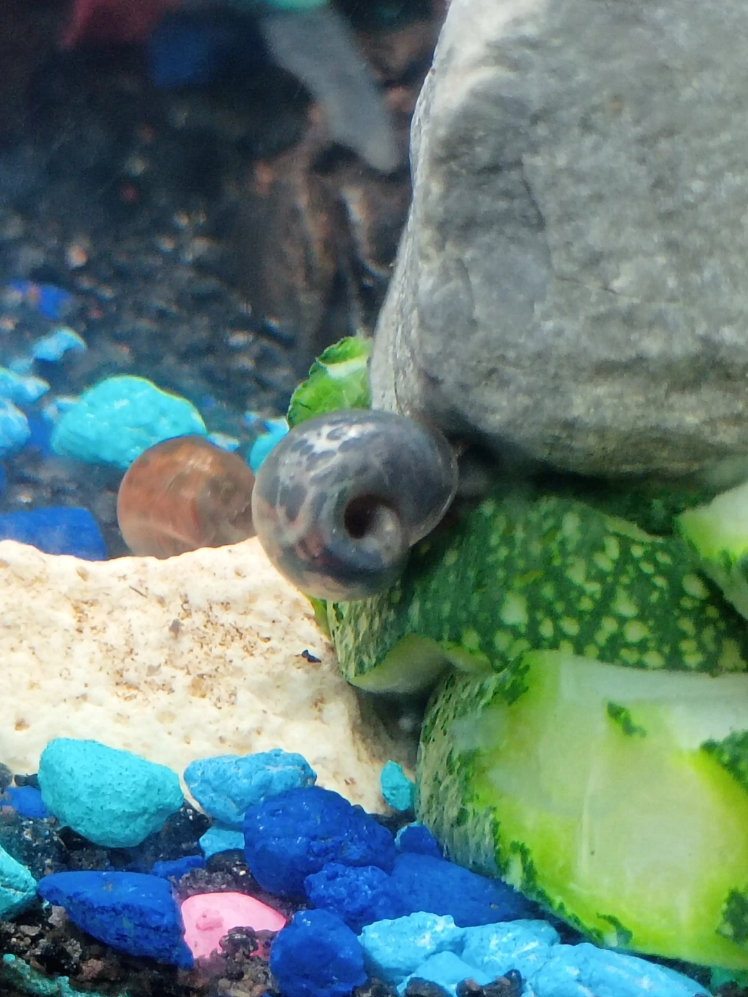 Ramshorns Tank