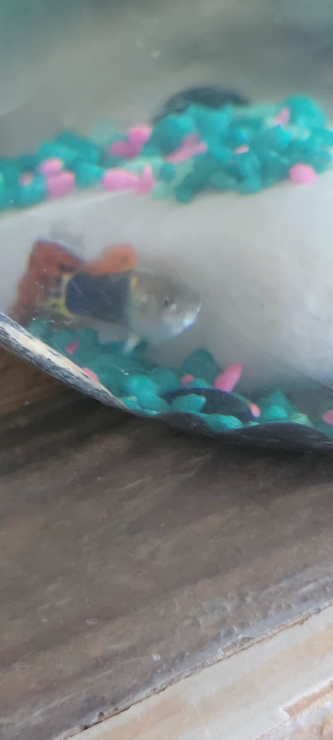 Baby guppy fish