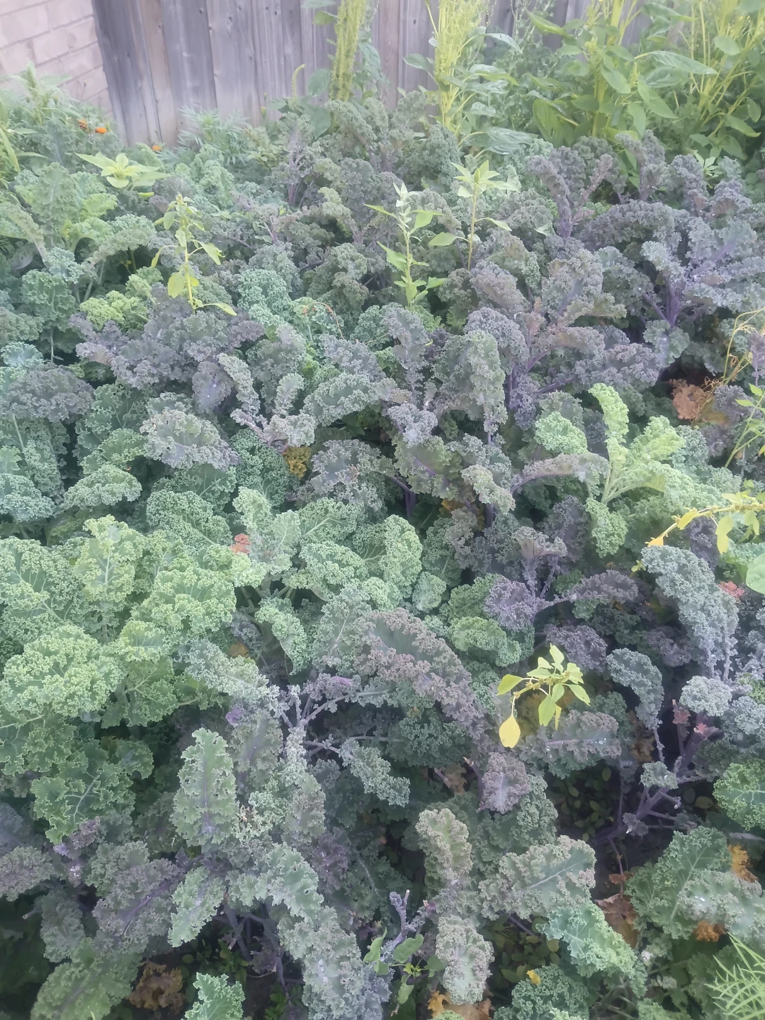 Fresh Kale for Sale