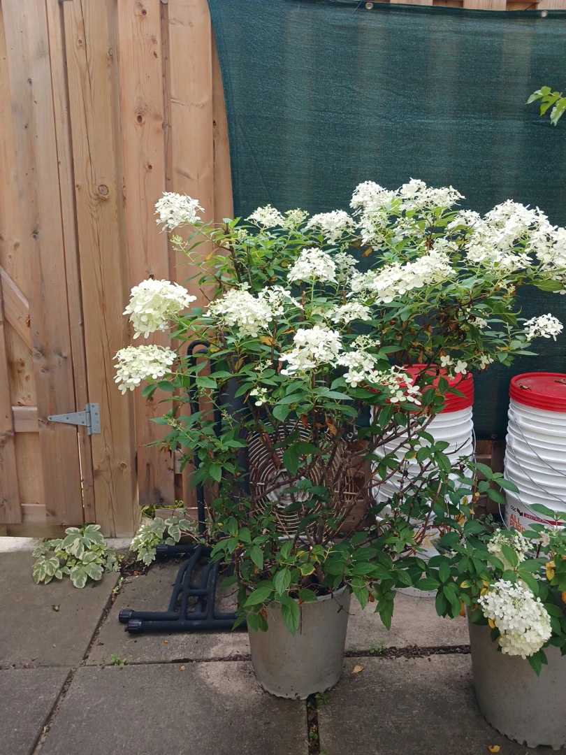 Beautiful Hydrangea Limelight shrubs - photo 3