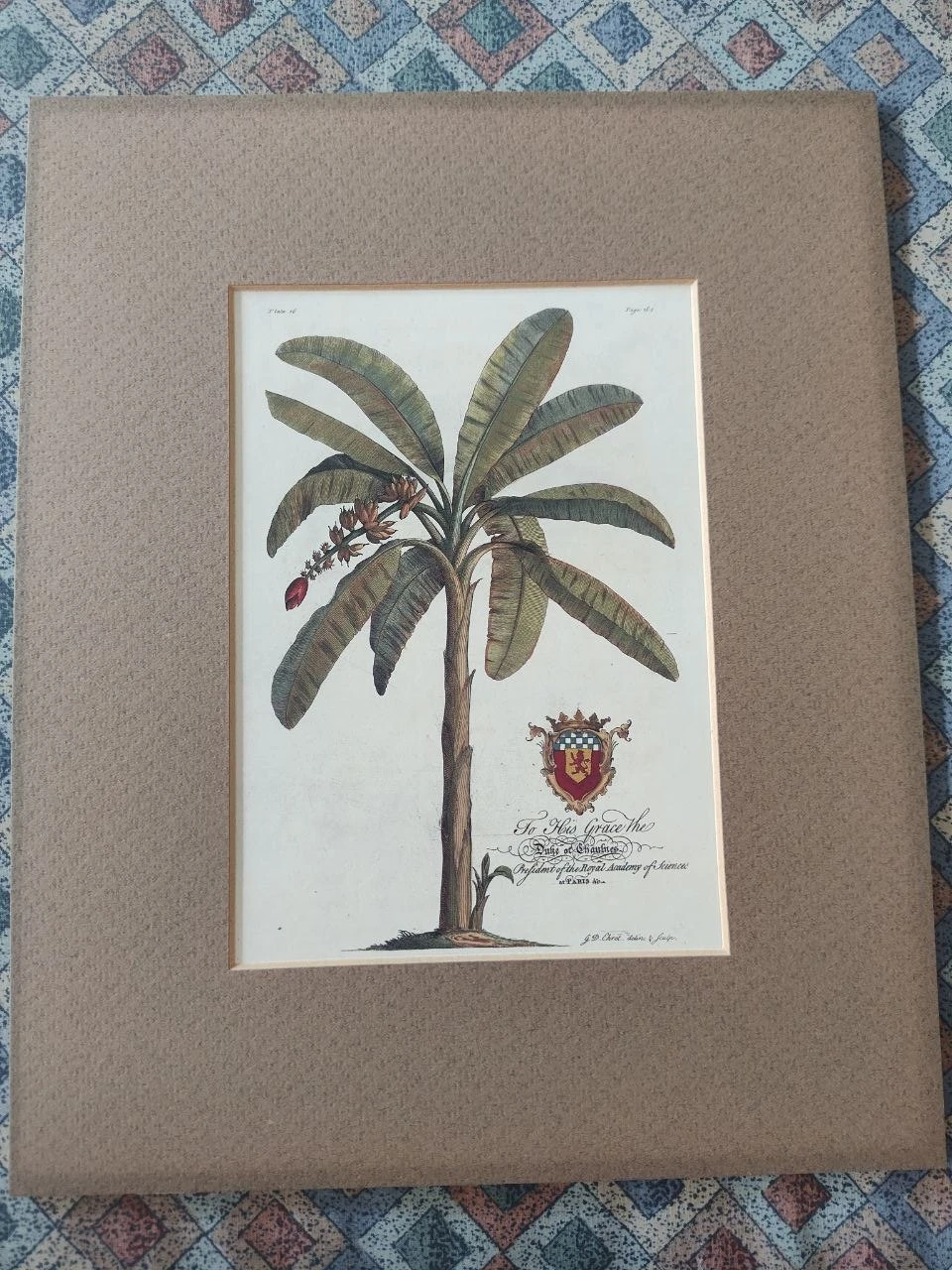 Vintage Georg Dionysius Ehret "Duke of Chaulnes"