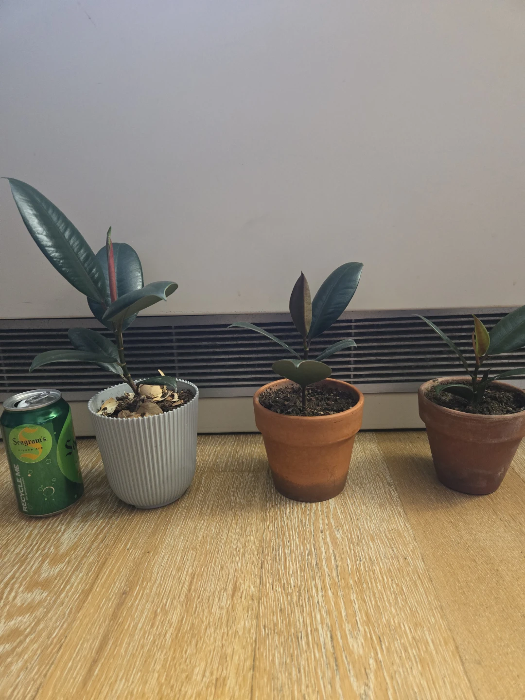 Rubber Plant Sapling in Terracotta Pot - photo 2