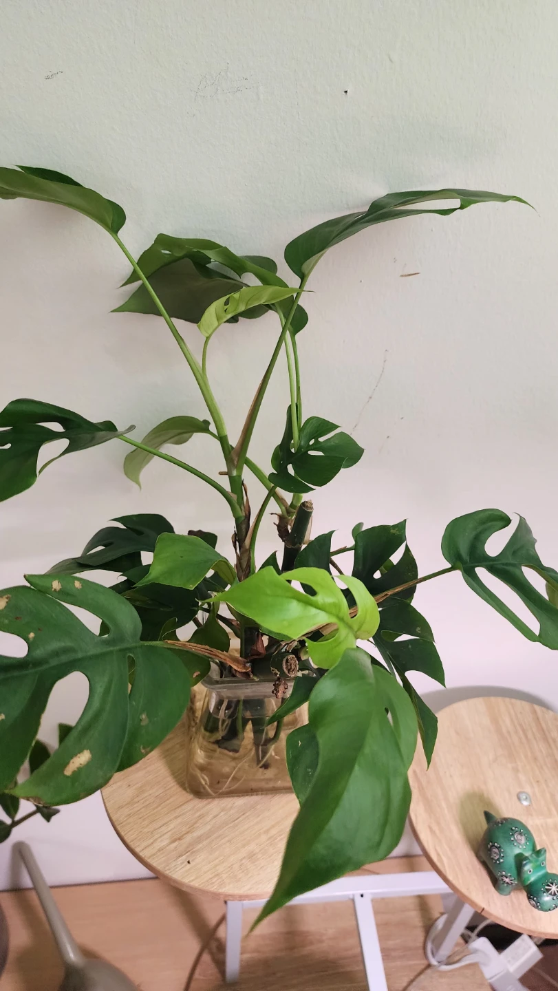 Rhaphidophora Tetrasperma Plant - photo 4