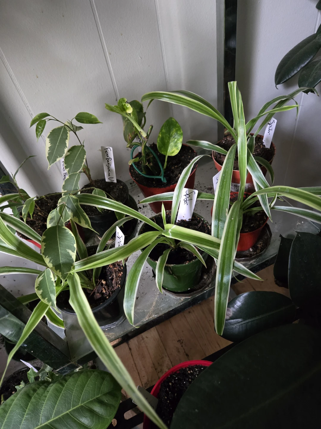 Variegated house plants - photo 3