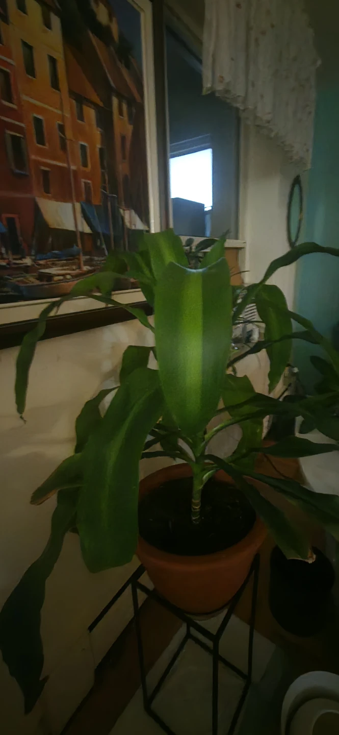 Plants for sale