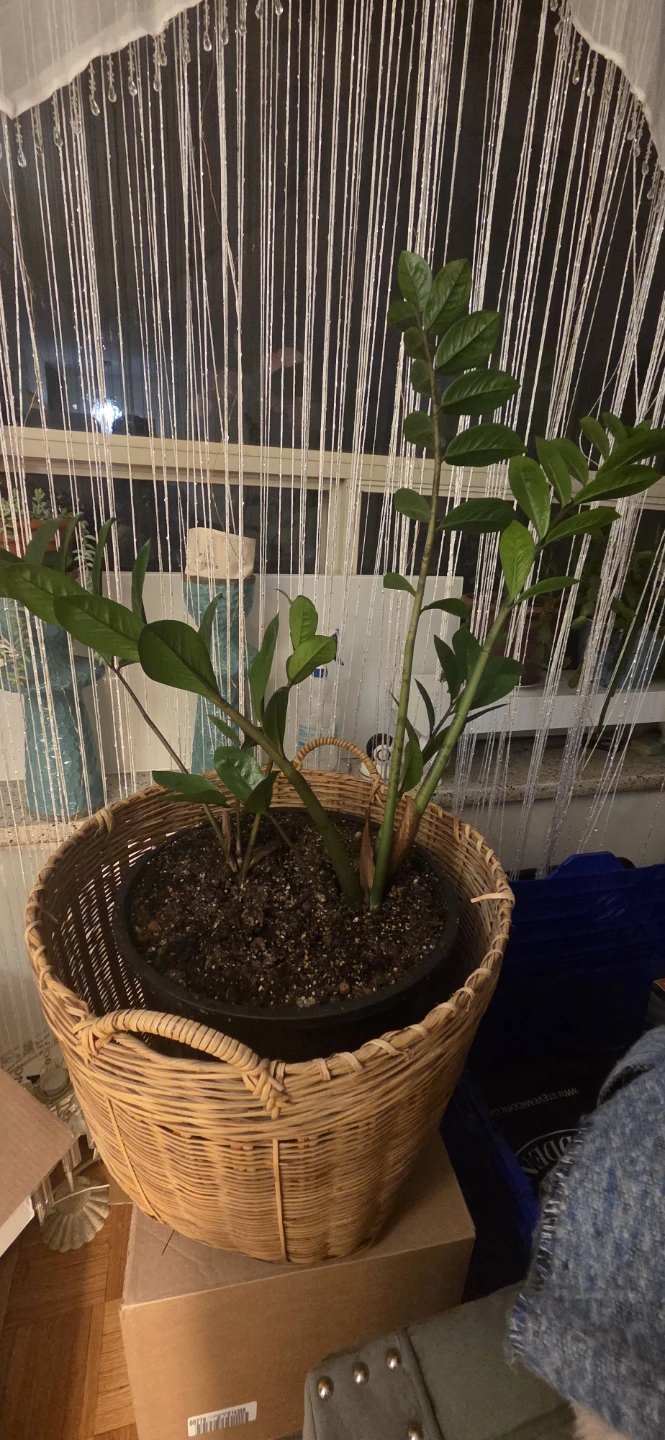Plants for sale - photo 2