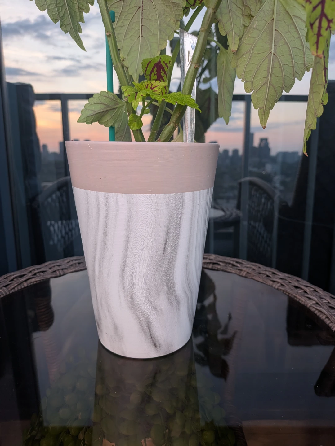 Coleus plant in decorative pot - photo 4
