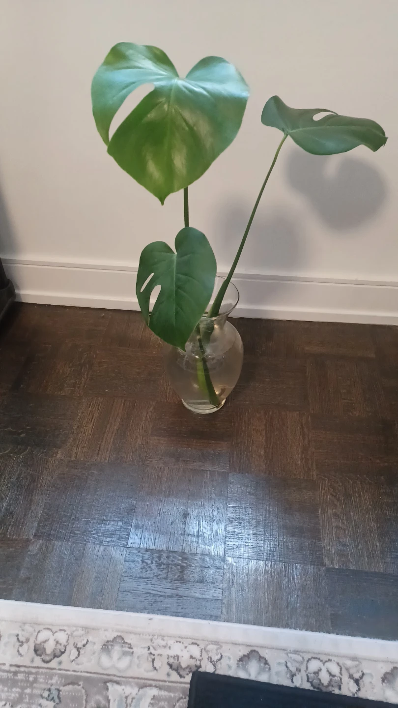 Monstera Plant Cutting in Glass Vase - photo 2