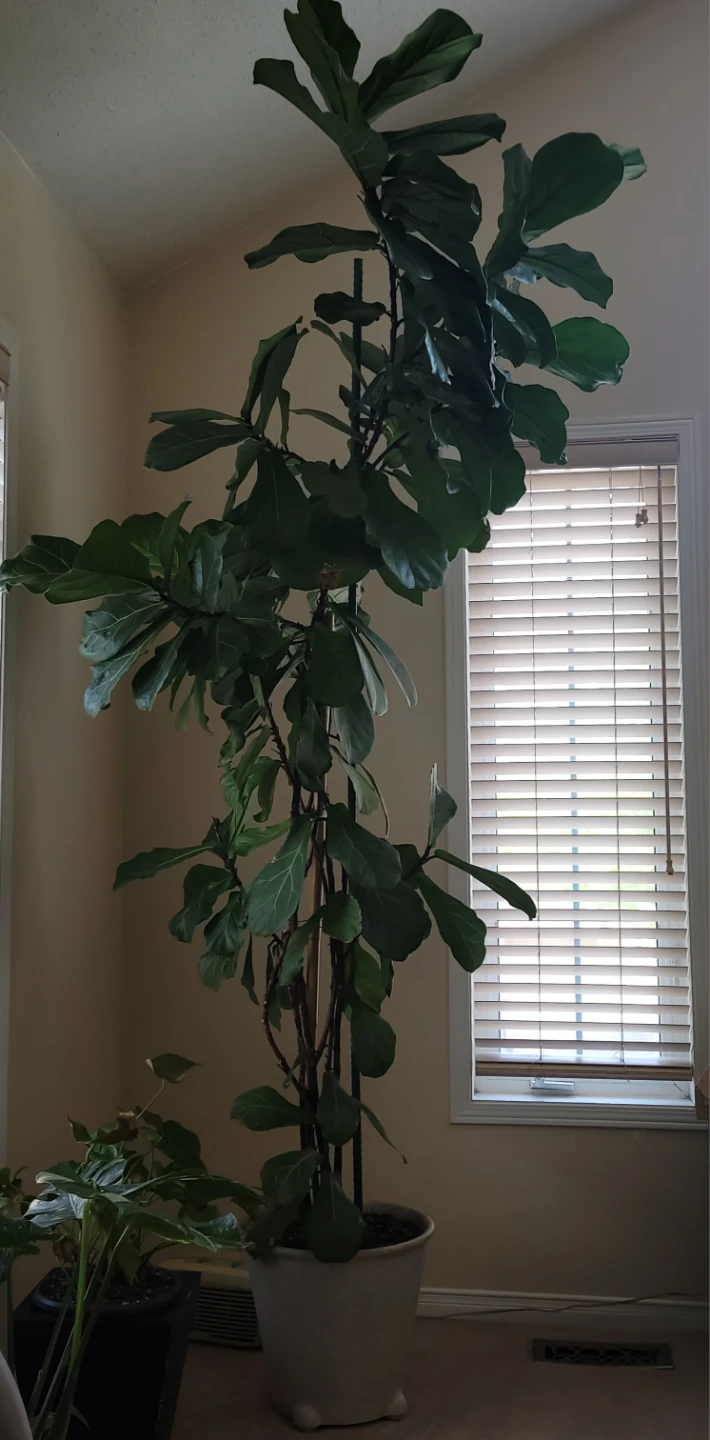 Fiddle Leaf Fig Tree