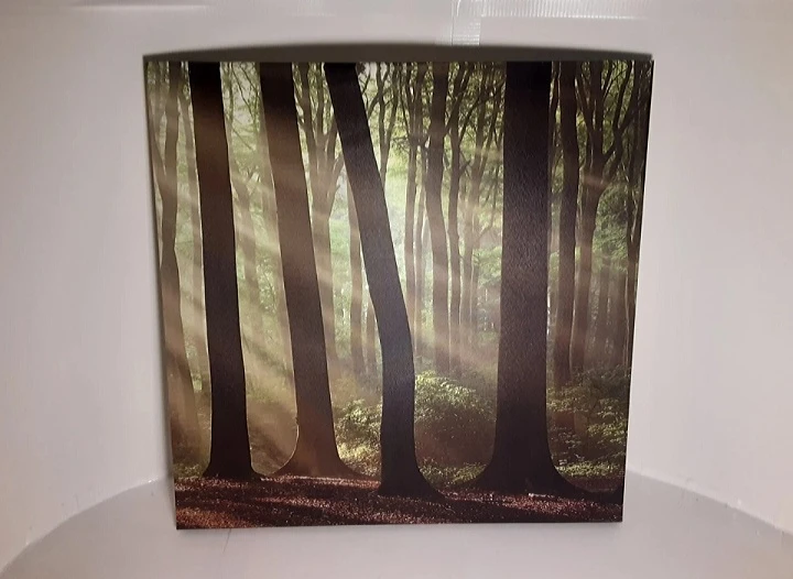 Forest Scene Photograph | Canvas Art Print 20"x20" (-)