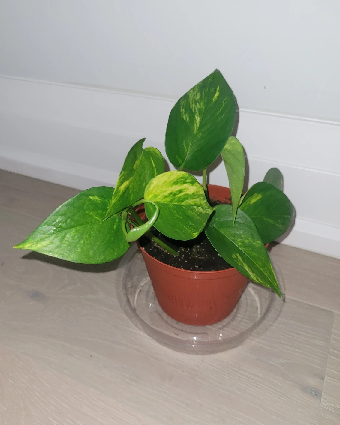 Golden Pothos