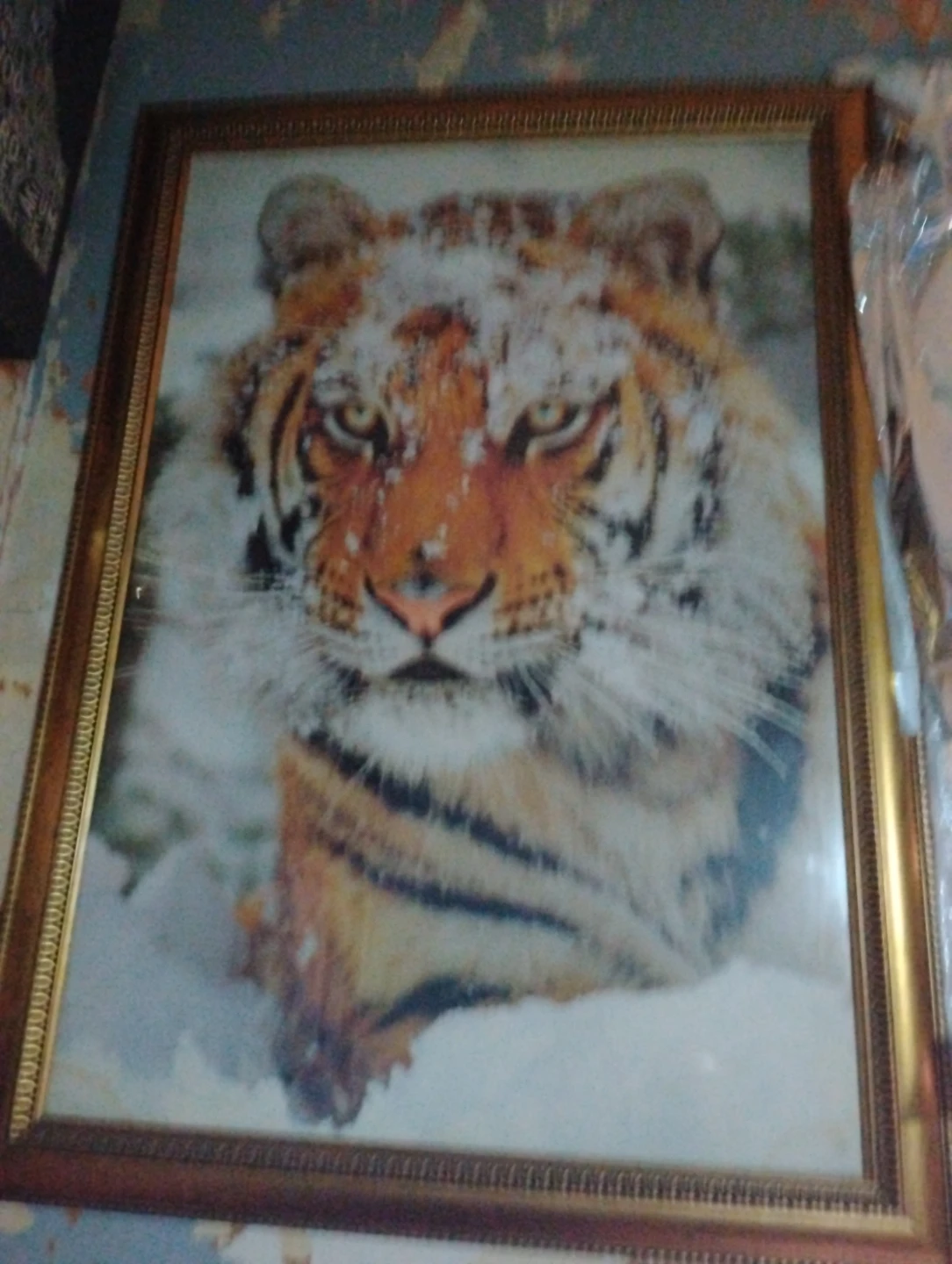 Framed Tiger Portrait Art