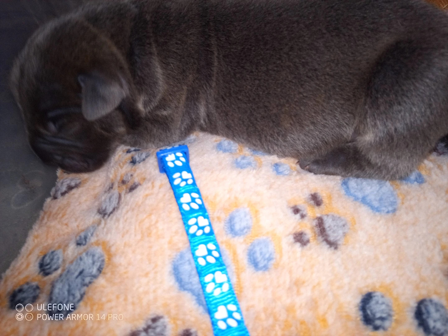 Cane Corso Puppies - photo 3