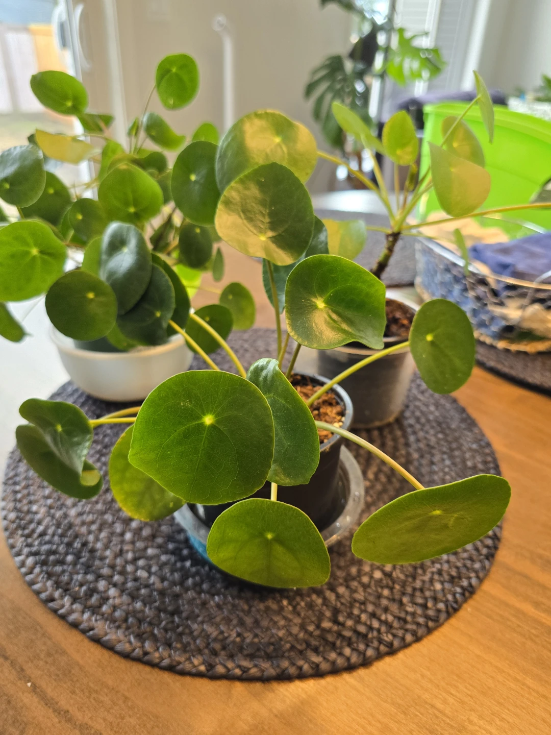 Chinese Money Plant (Pilea Peperomioides)