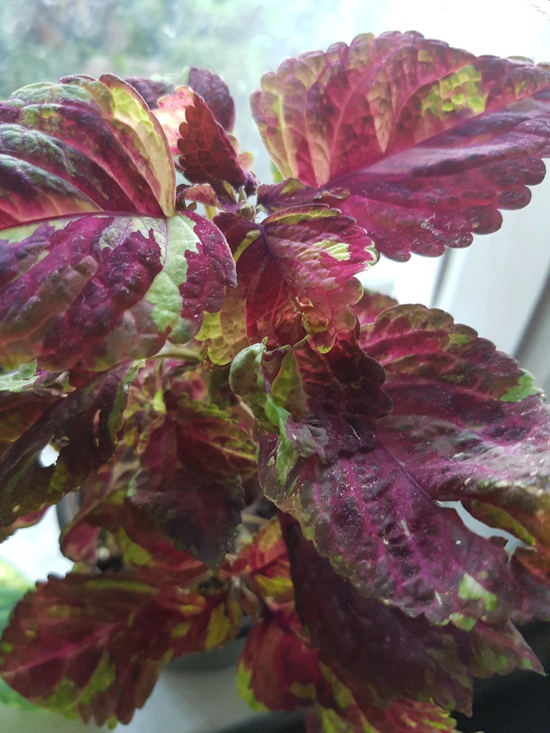 Colorful Coleus Plant - photo 2