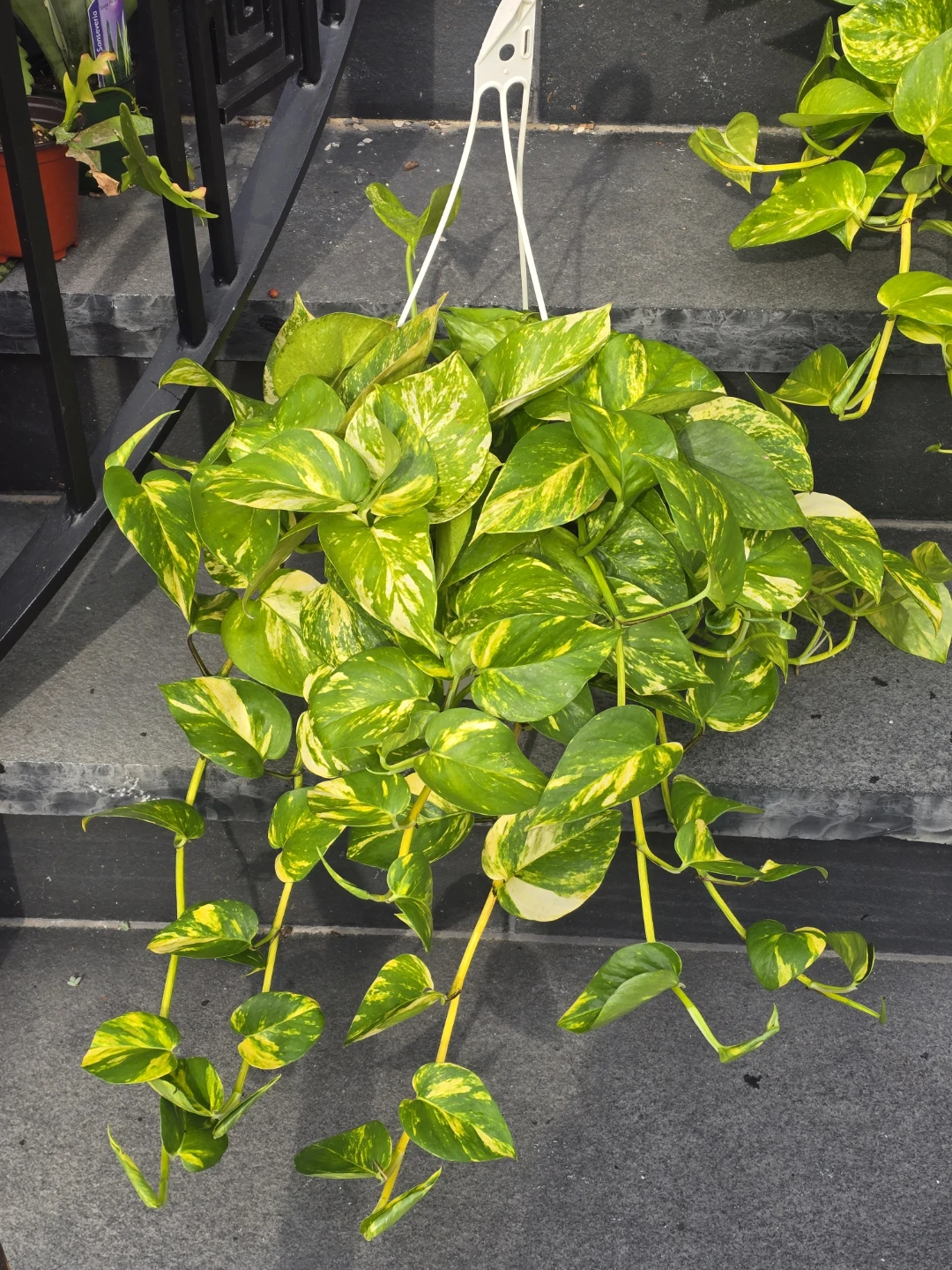 Golden Pothos Hanging Plant