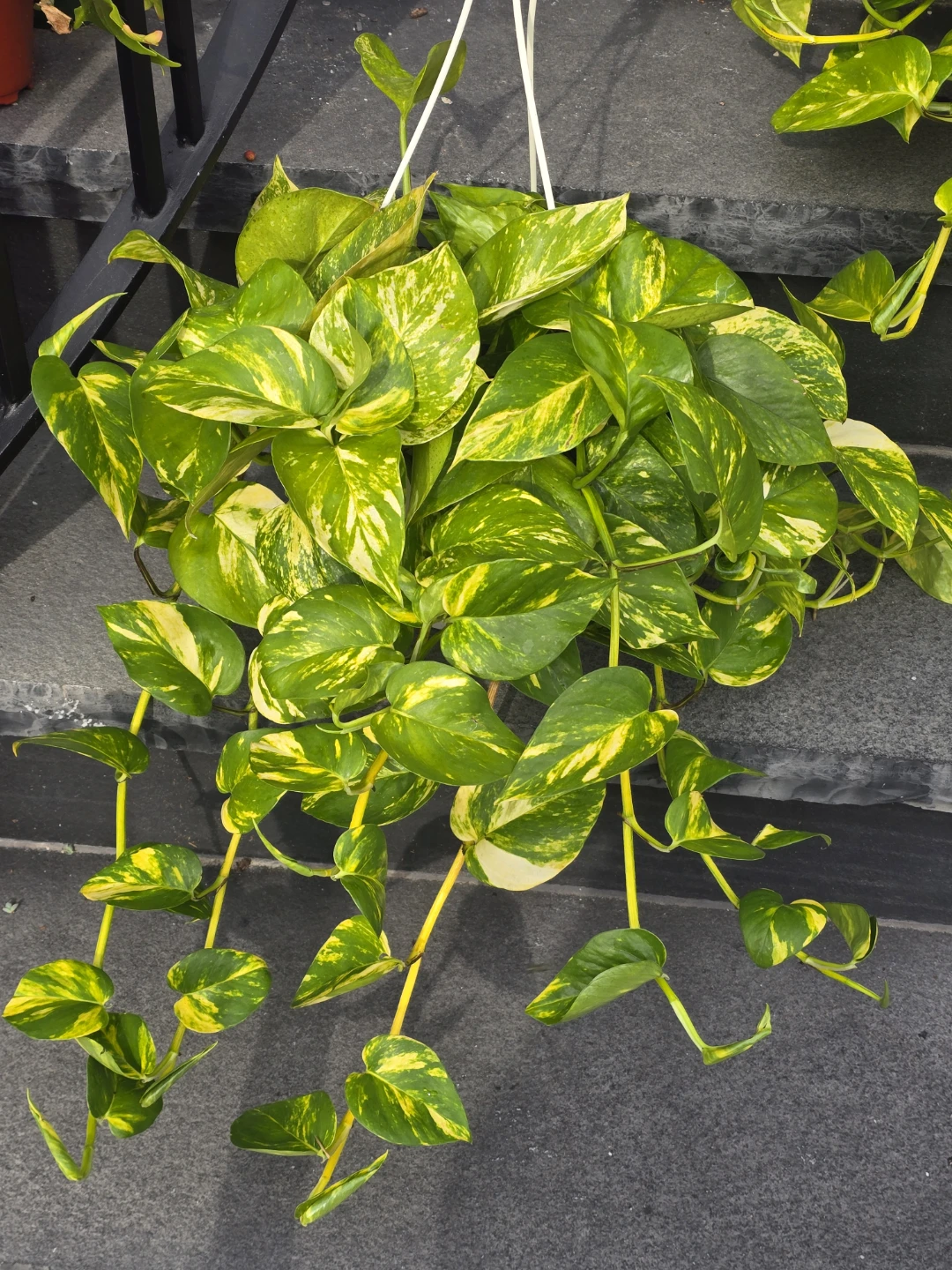 Golden Pothos Hanging Plant - photo 3