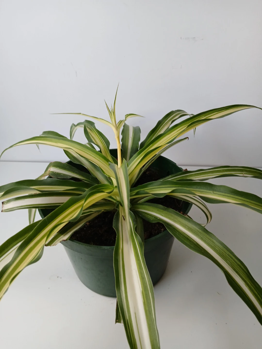 Variegated Spider Plant in 6"Pot. Fixed price.