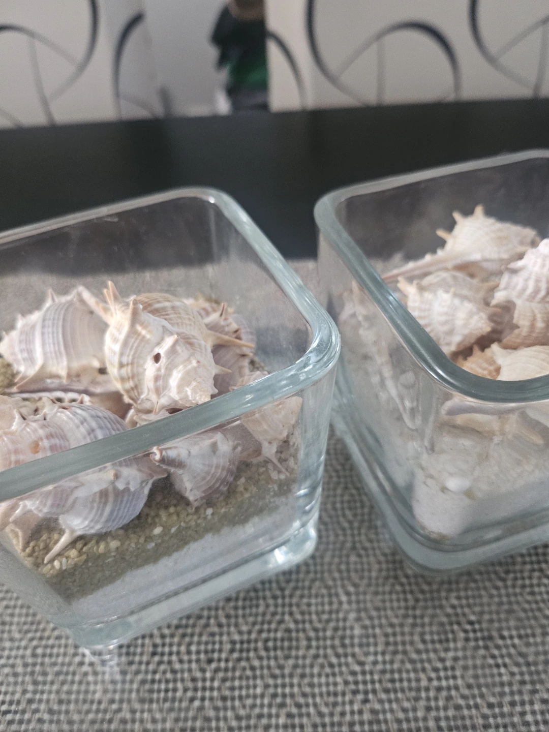 Decorative Glass Cubes with Seashells