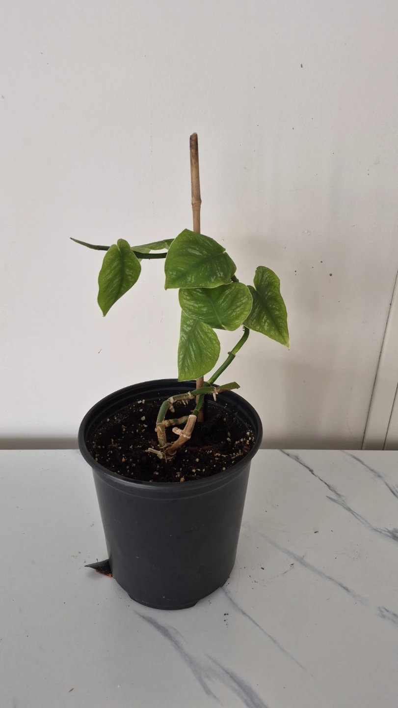 Selling plants. Healthy. New shoots.