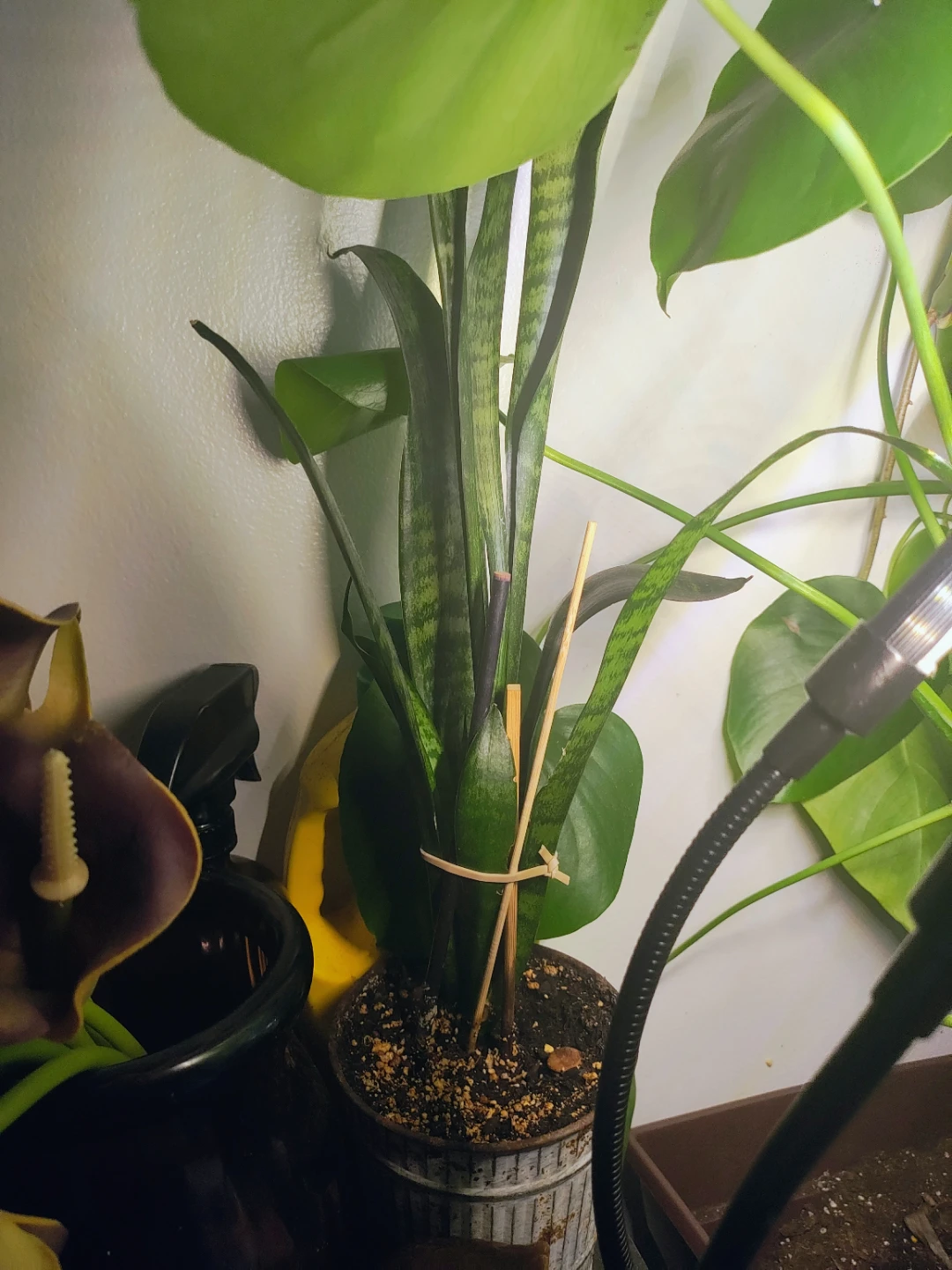 Plants indoor