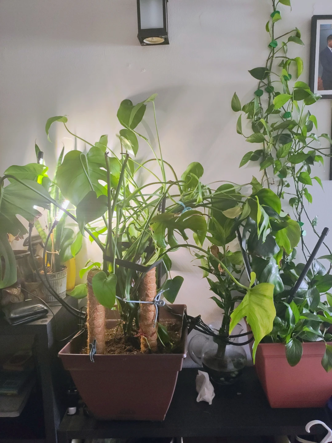 Plants indoor - photo 5