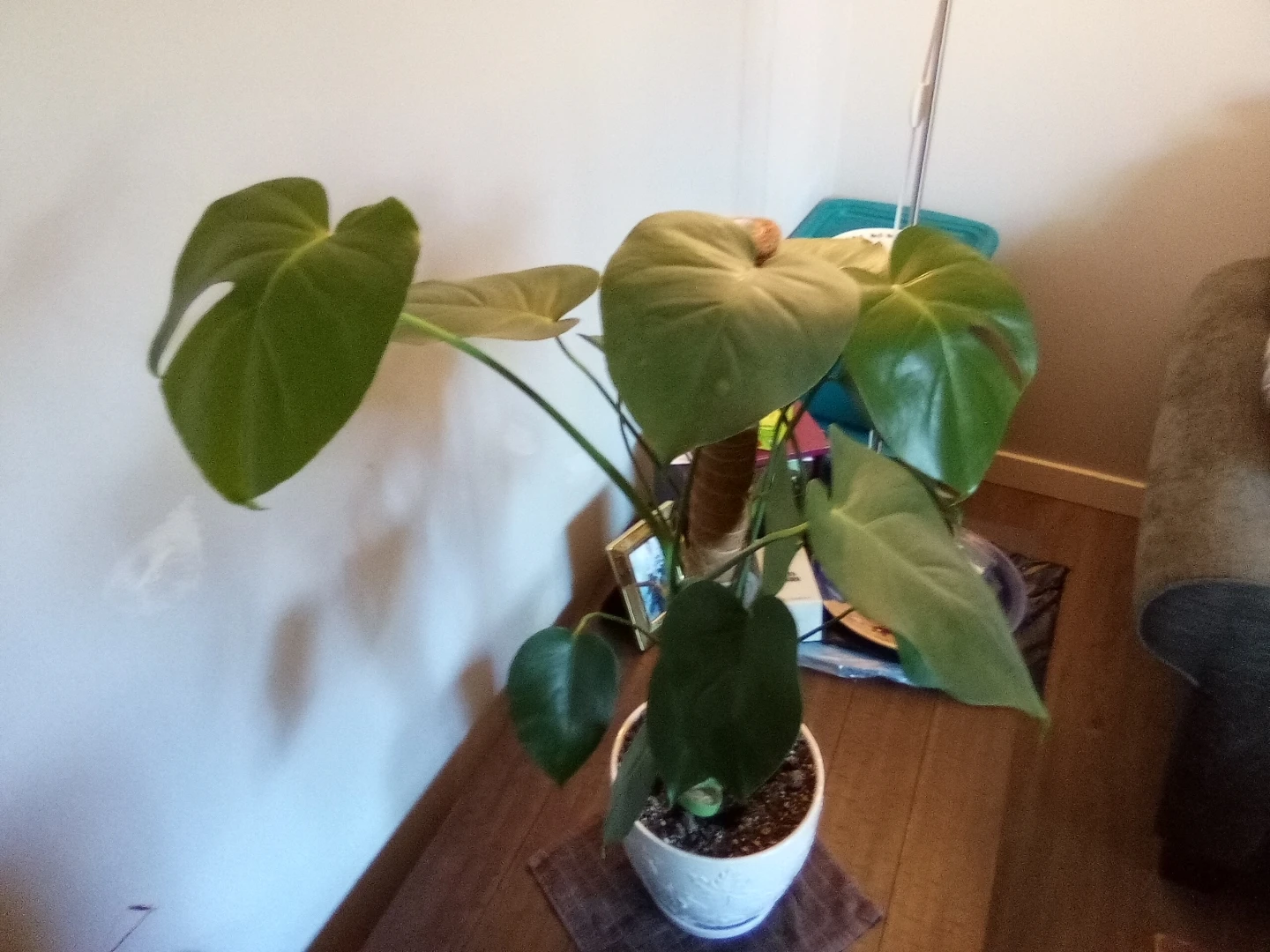2ft Healthy Monstera