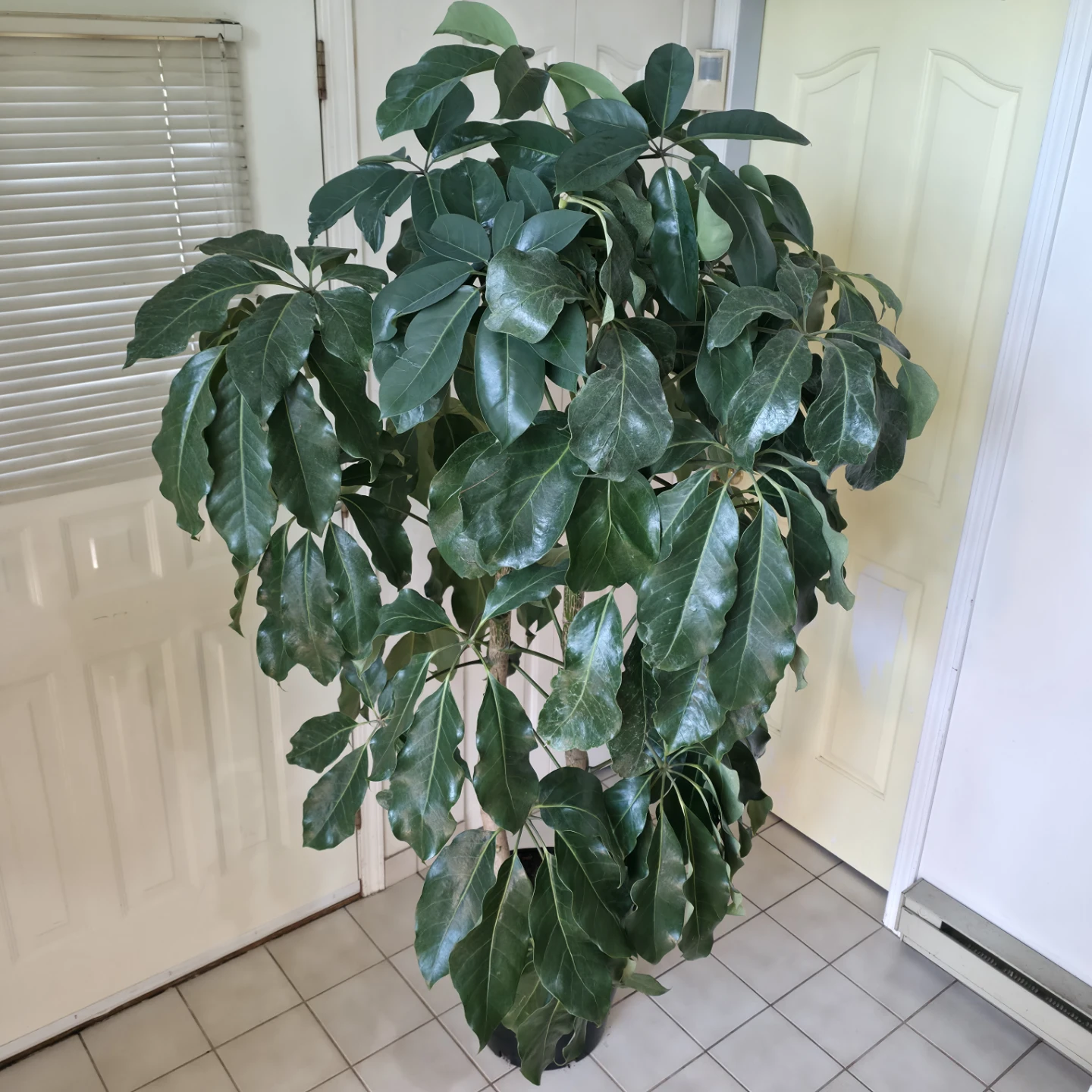 7ft Umbrella Trees in 14" inch pot | ✅️ Free Delivery - photo 2