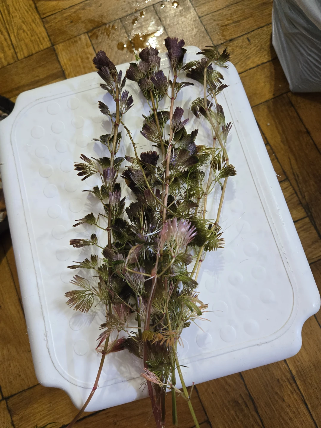 Aquatic plants - photo 3