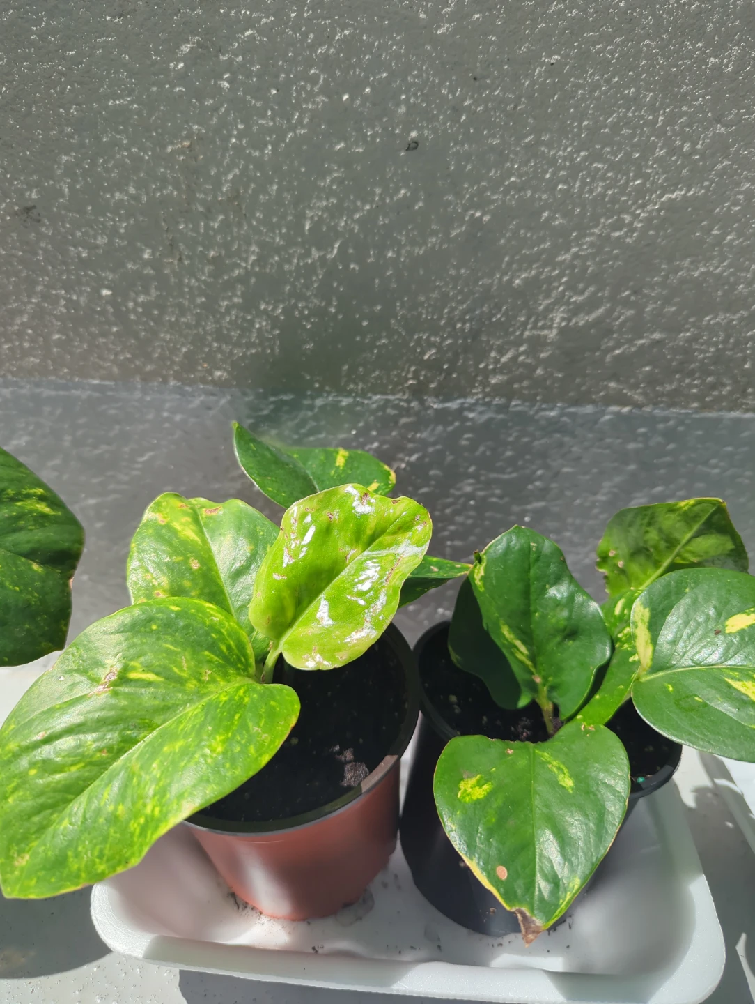Pothos Plant & Coleus Plant Bundle - photo 3