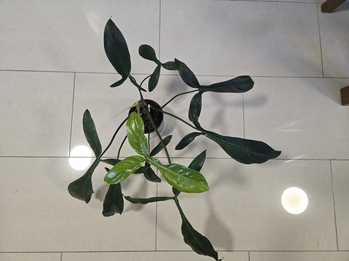 Philodendron 69686 in 4.3"pot - photo 4