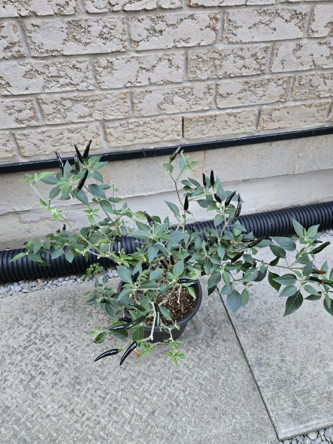 Japanese Chili Pepper Plant - photo 3