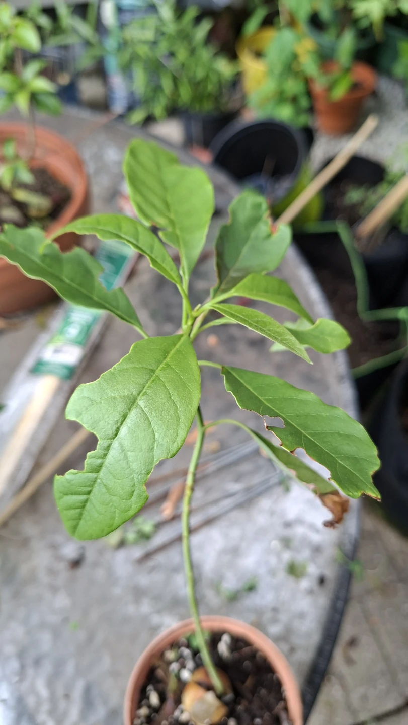 🥑🌱 Young Avocado Plant  🌱🥑 - photo 2