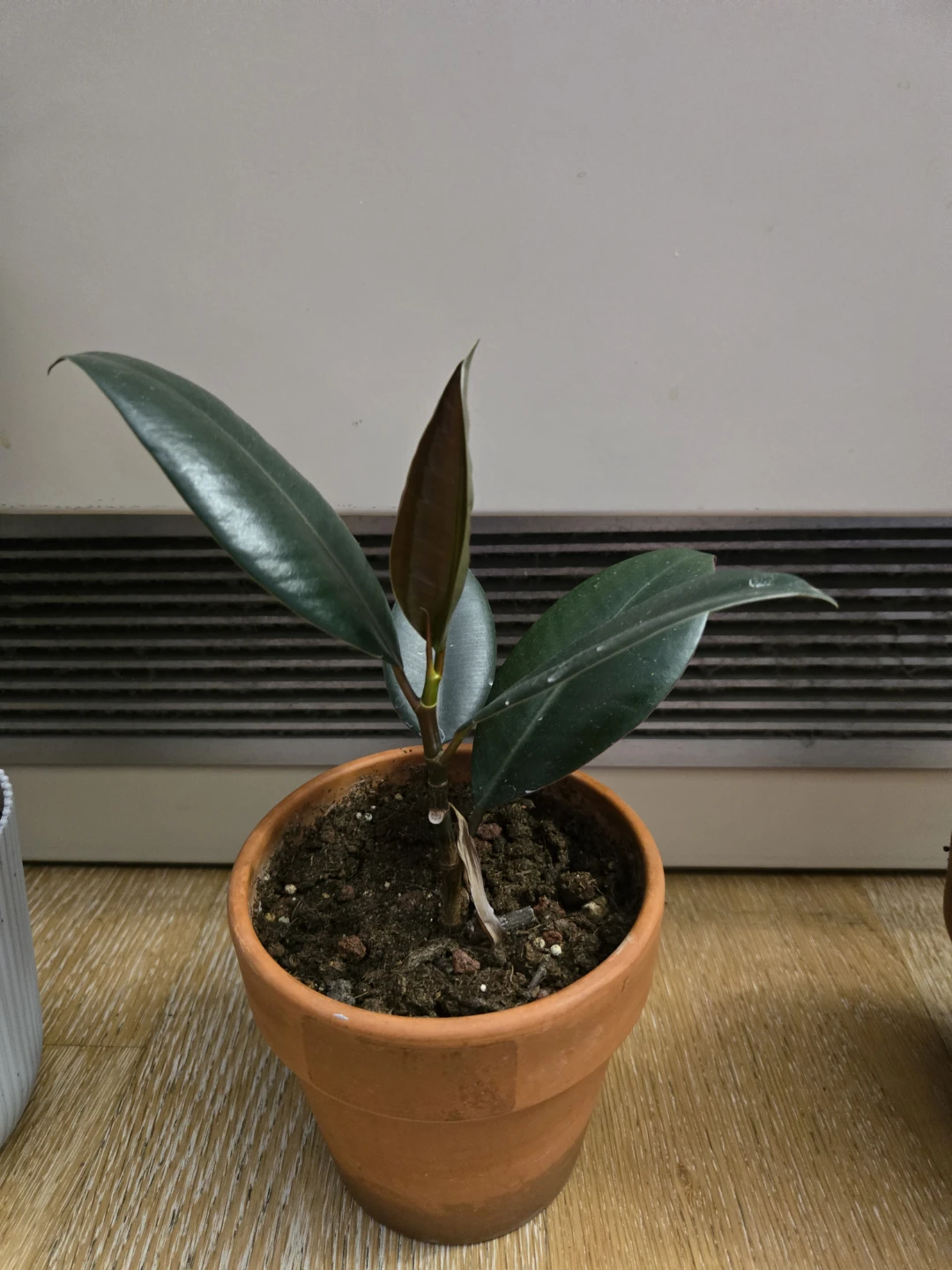 Rubber Tree Plants (3)