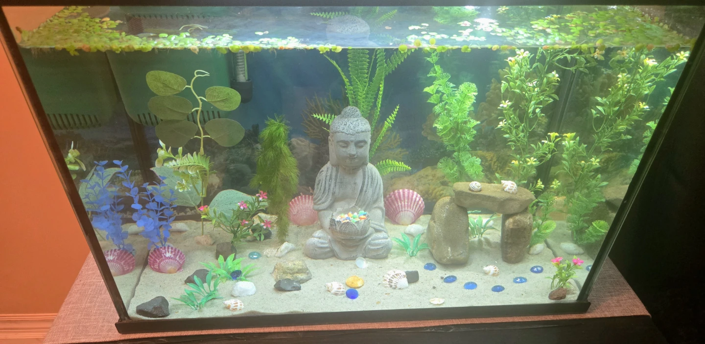 Aquarium 20 Gal EVERYTHING INCLUDED