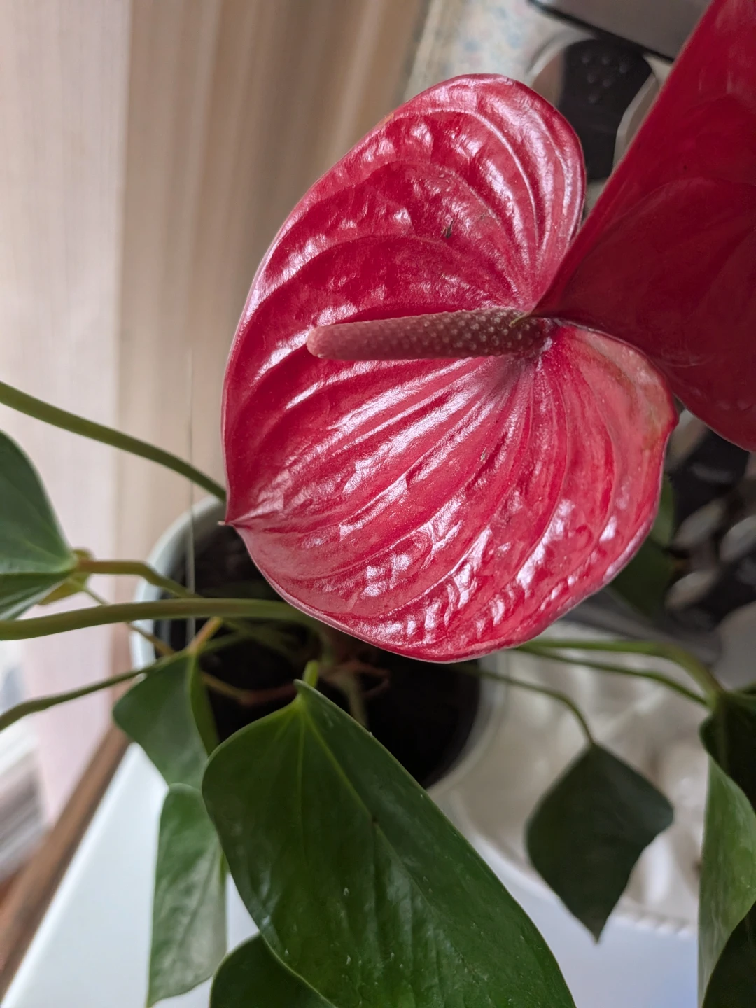 Anthurium Plant Over 12 Inches 1 Foot High