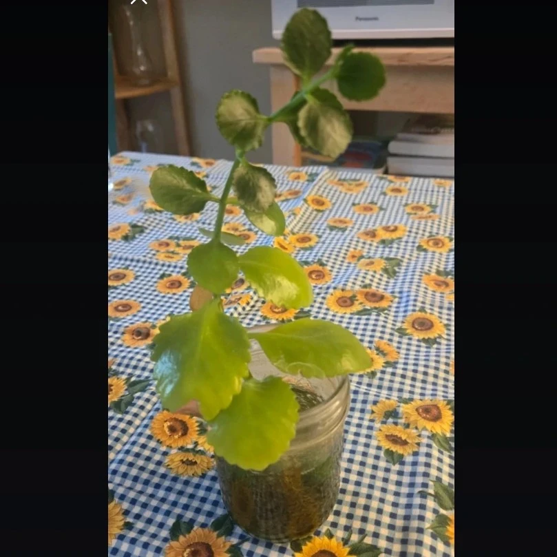 Kalanchoe Plant Cutting (fully rooted)