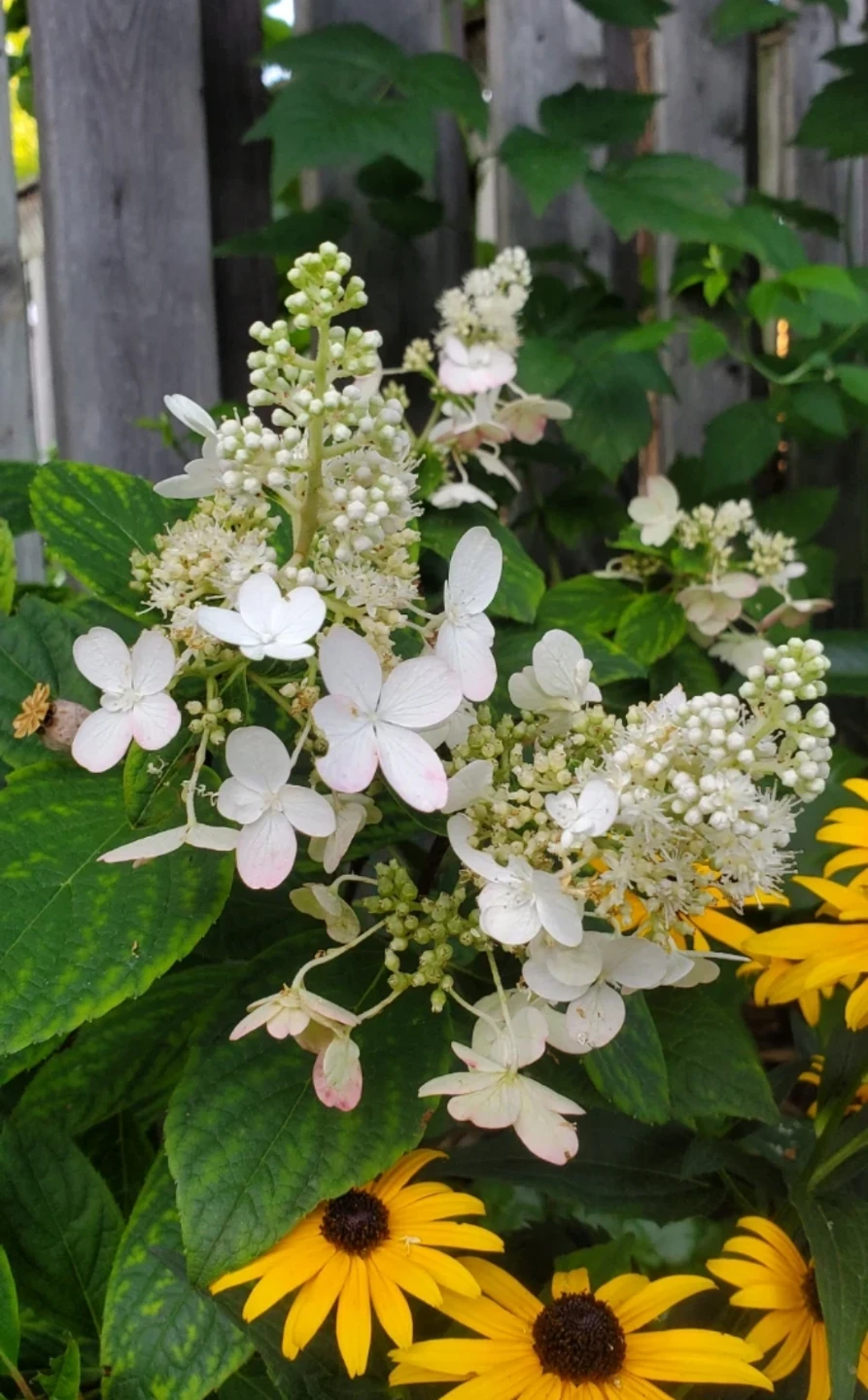 Phantom hydrangea - photo 5