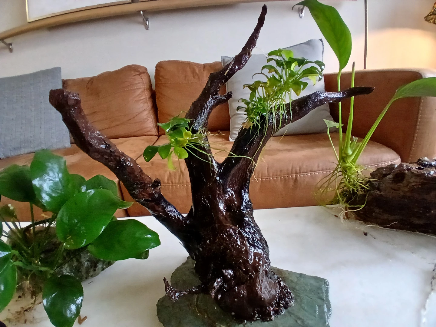 Aquarium Plants and Hardscape Decor - photo 4