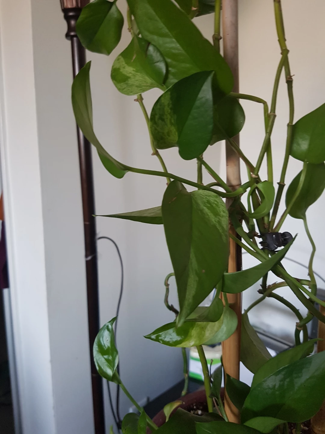 Pothos Plant in Decorative Pot - photo 3