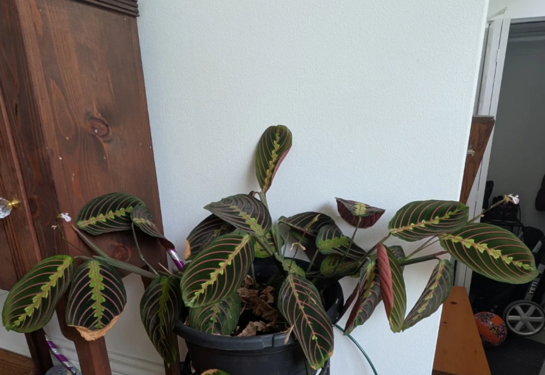 Large Red Vein Prayer Plant - photo 2