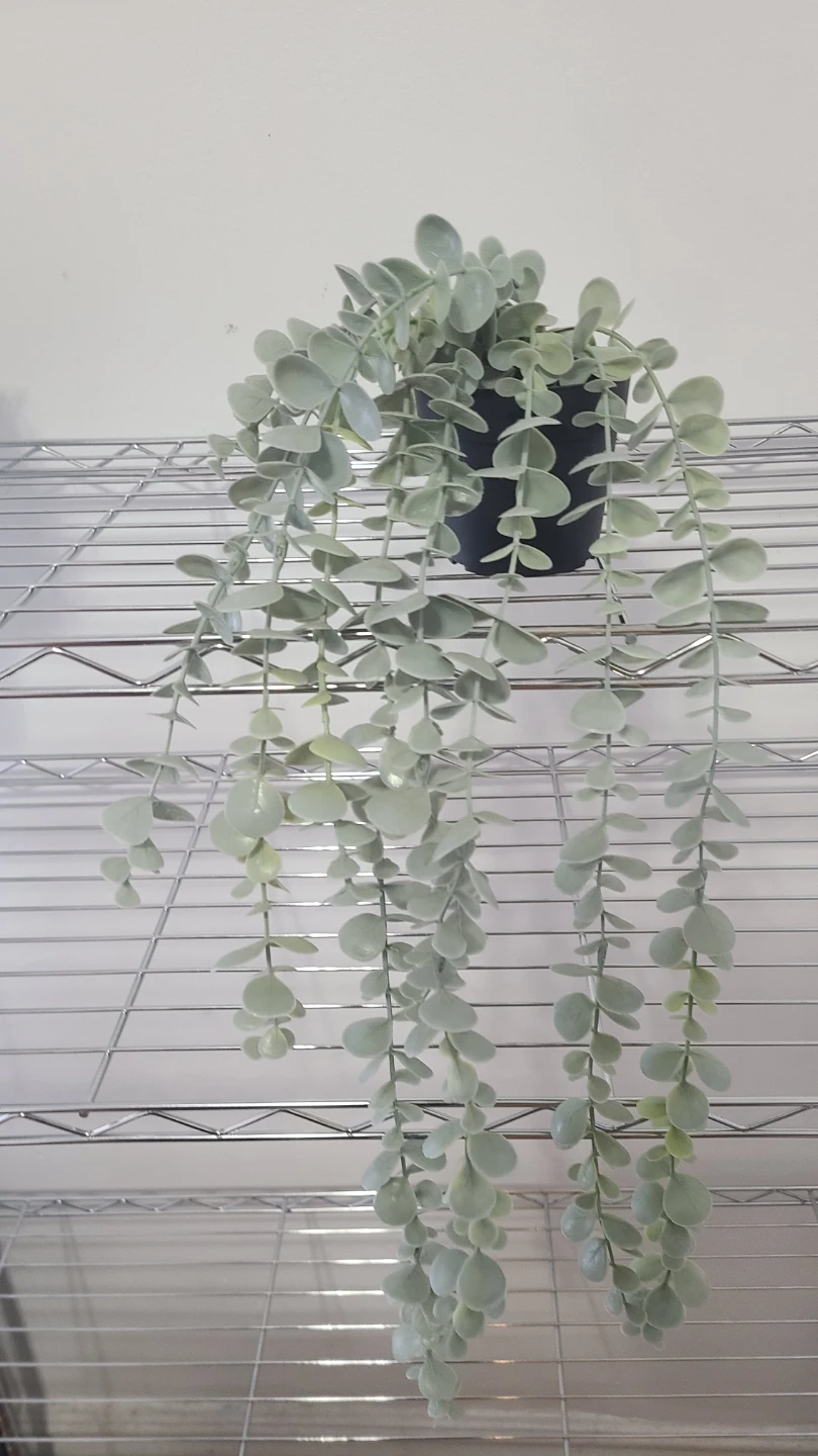Artificial Hanging Eucalyptus Plant