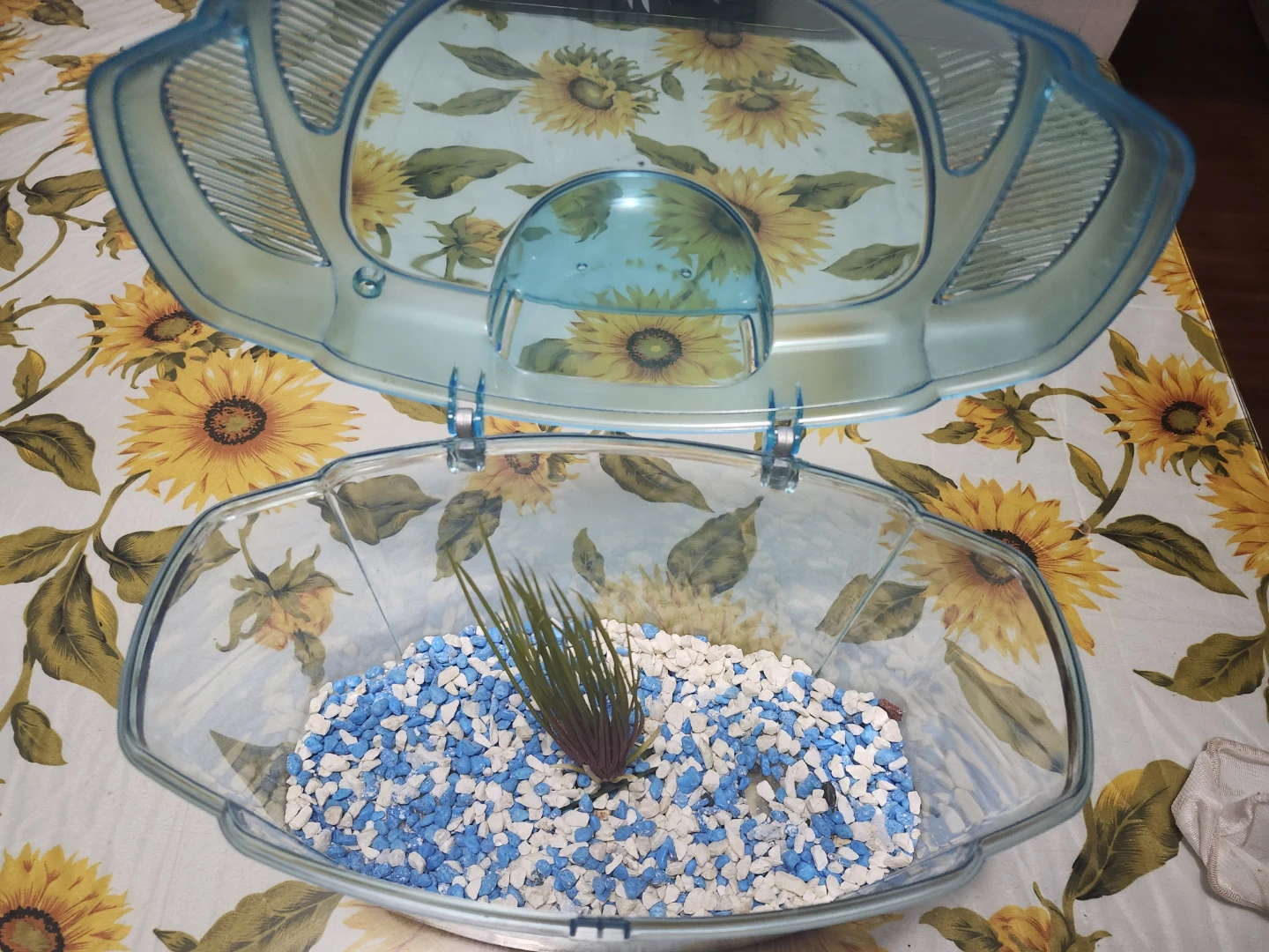 Small Fish Tank (11 in wide 8 inch high) - photo 5
