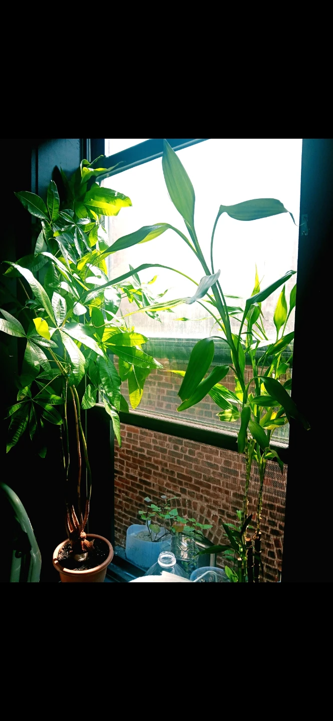 Vegetable plants plus. $35 & up. Ask