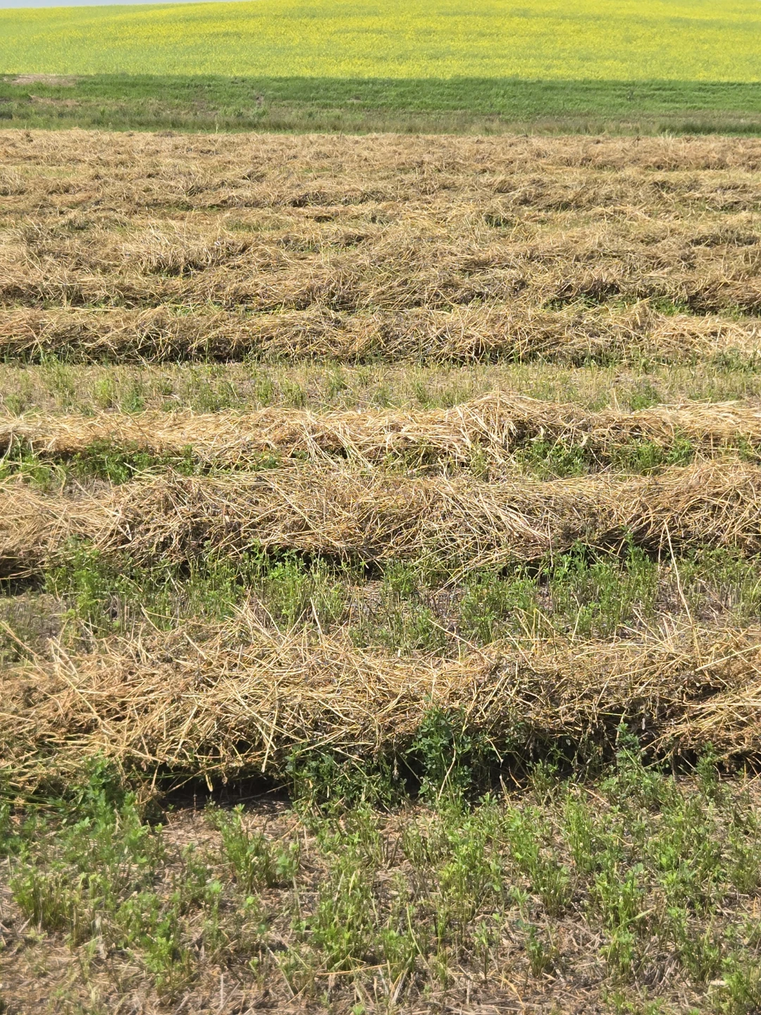 SMALL SQUARE ALFALFA SOME MIX. - photo 2