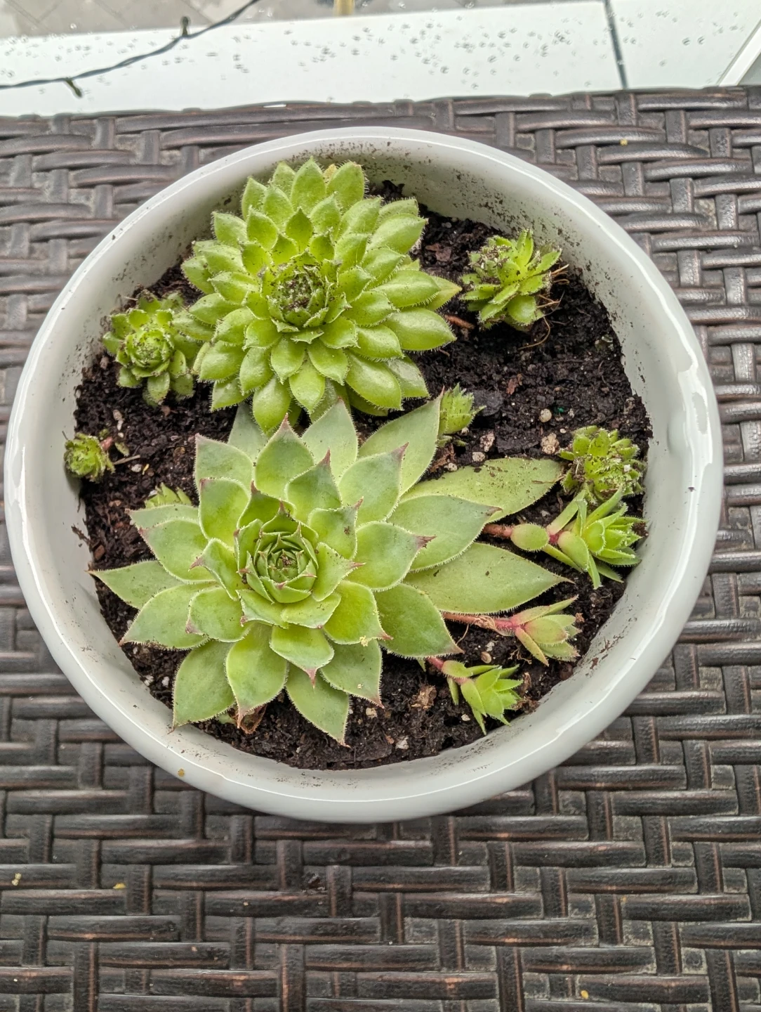 Succulent Potted Plant - photo 2