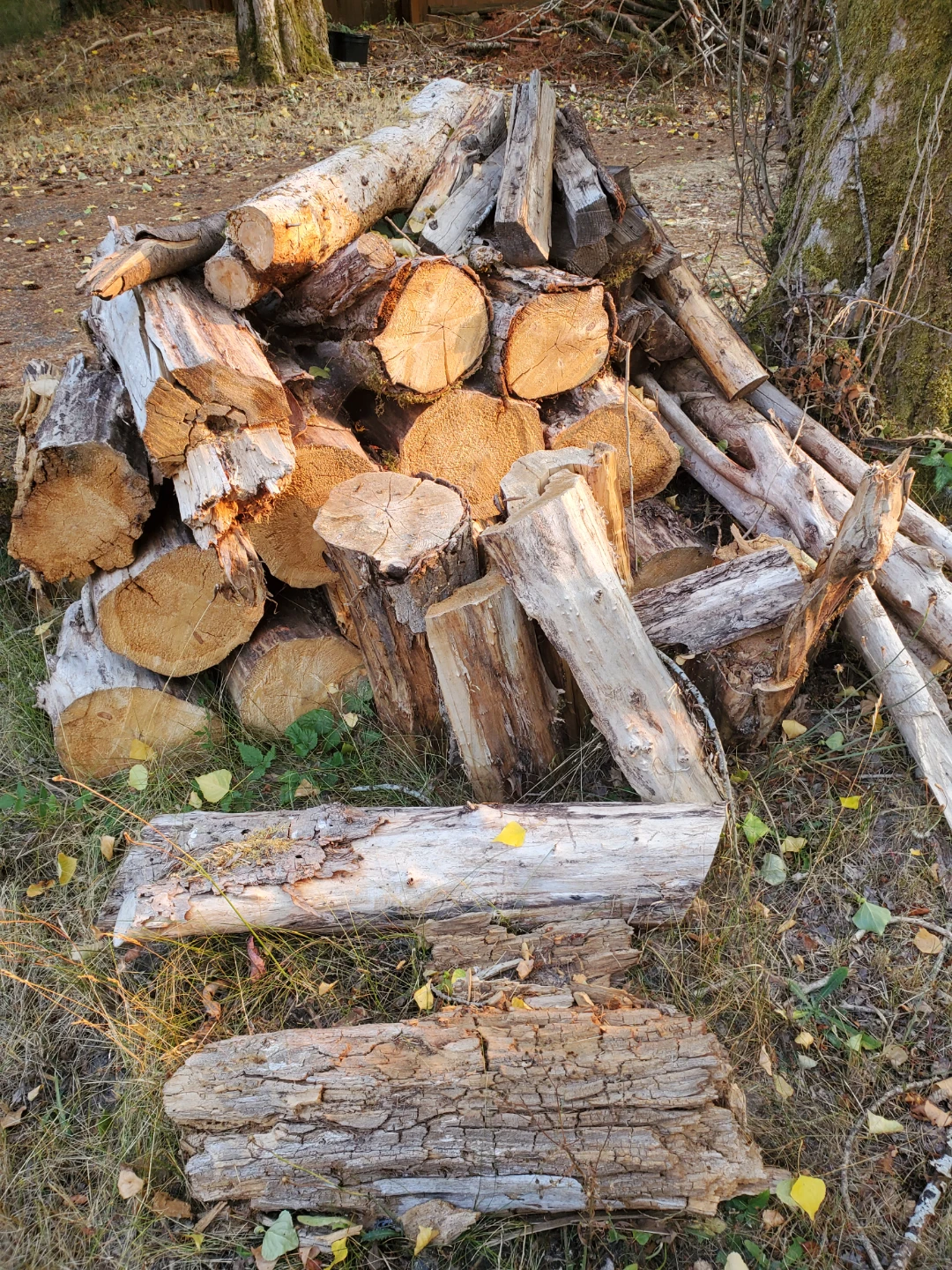Wood - photo 4