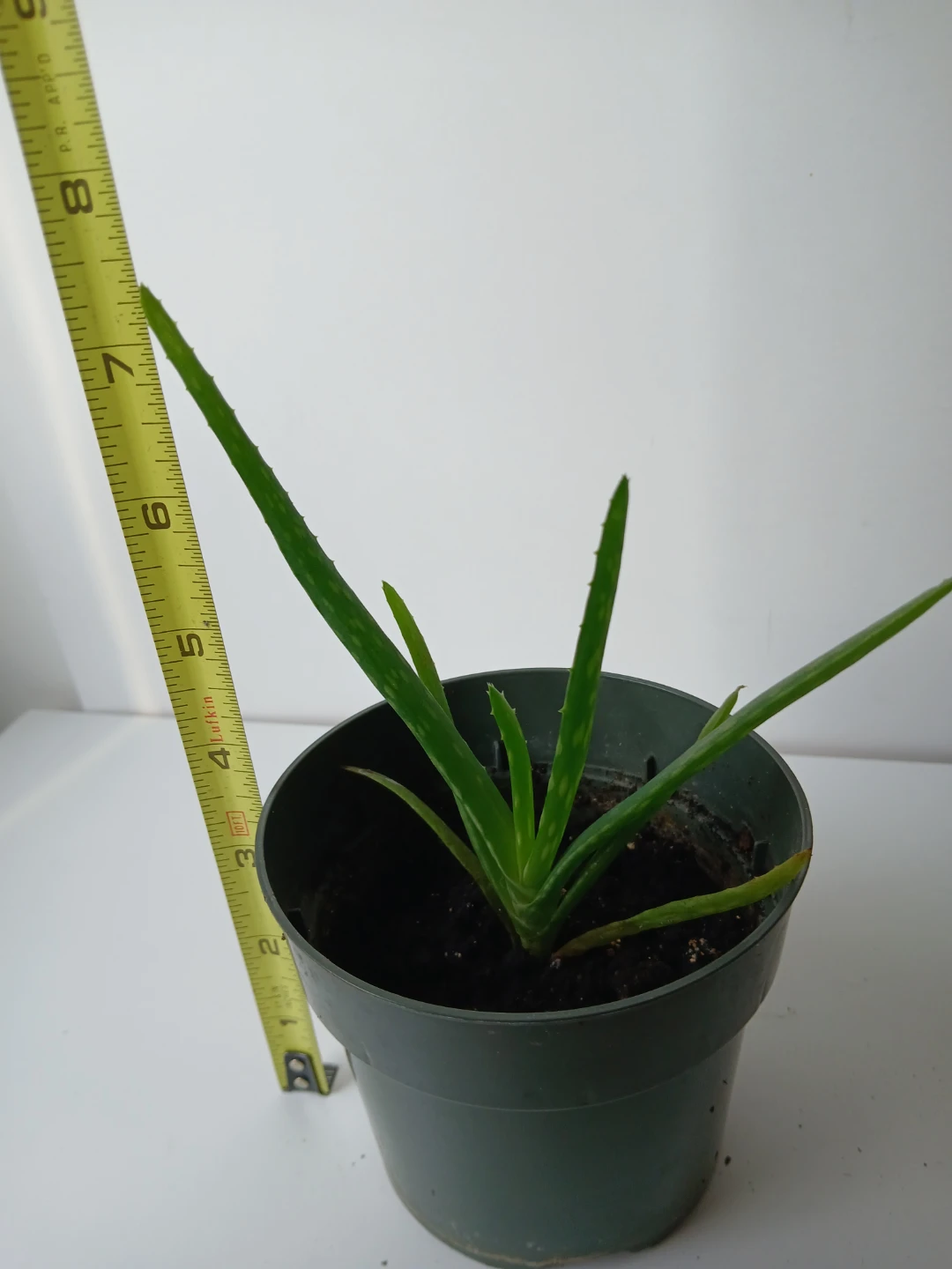 3 healthy, rooted Aloe Vera Plants. $5 EACH.  Location on ad. - photo 4