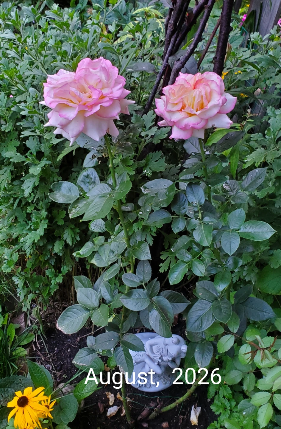 Cherry Parfait, Grandiflora Rose - photo 2