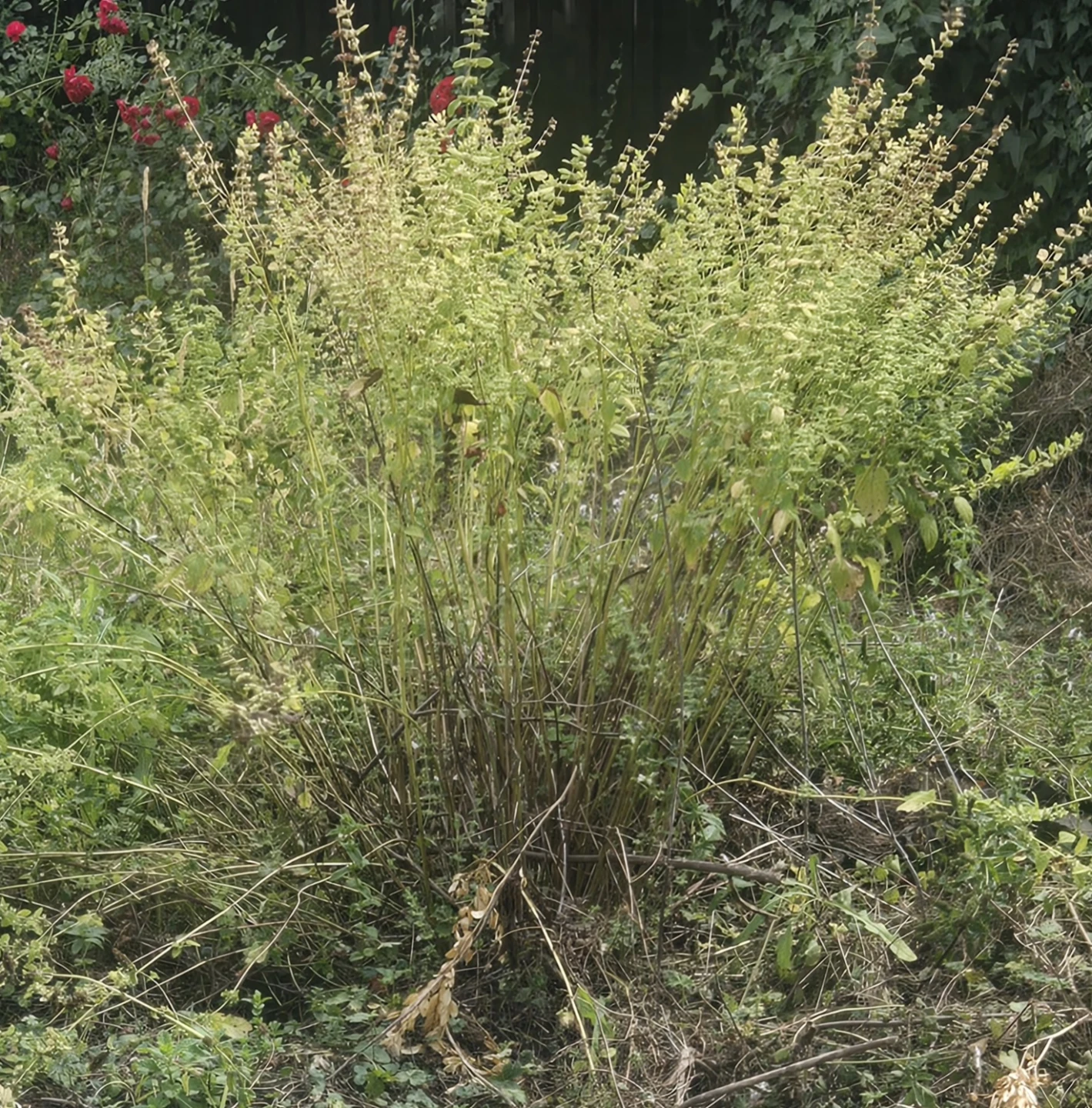 Raspberry Bush and Lemon balm bush FREE DELIVERY